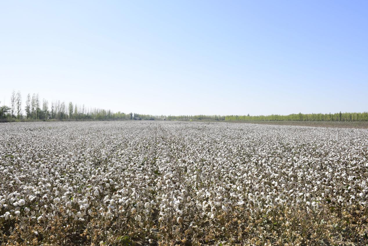 新疆棉花种植基地图片