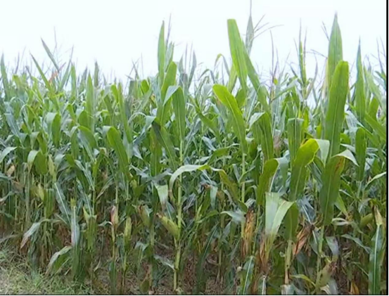 华商头条|高陵区：玉米适时晚收保丰收 小麦播种技当头