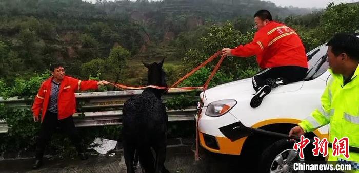 马从货车上掉下 受惊乱跑致青银高速管制一个多小时