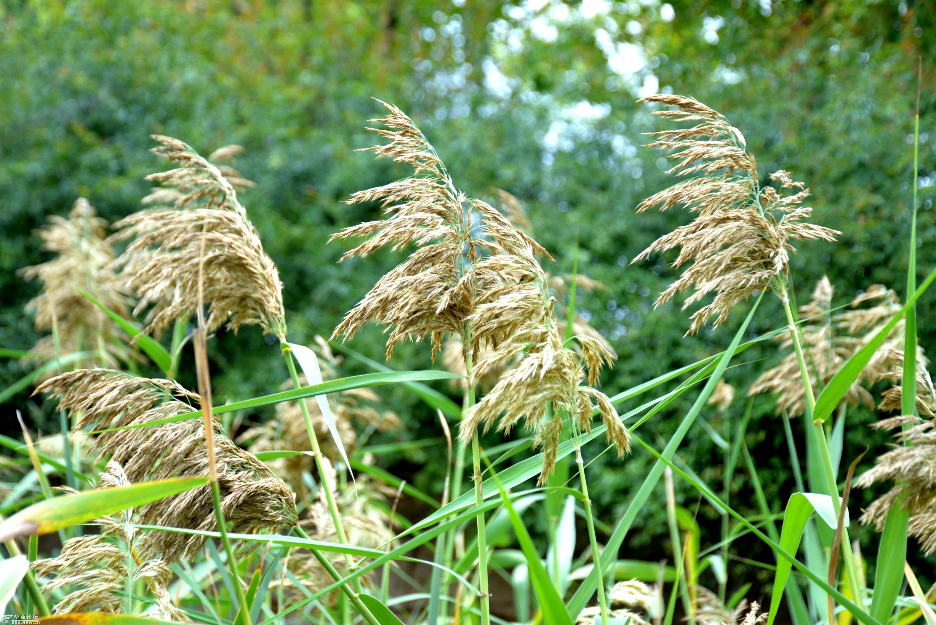 陕西省西安植物园随风摇曳的芦苇景色.2021.10.10