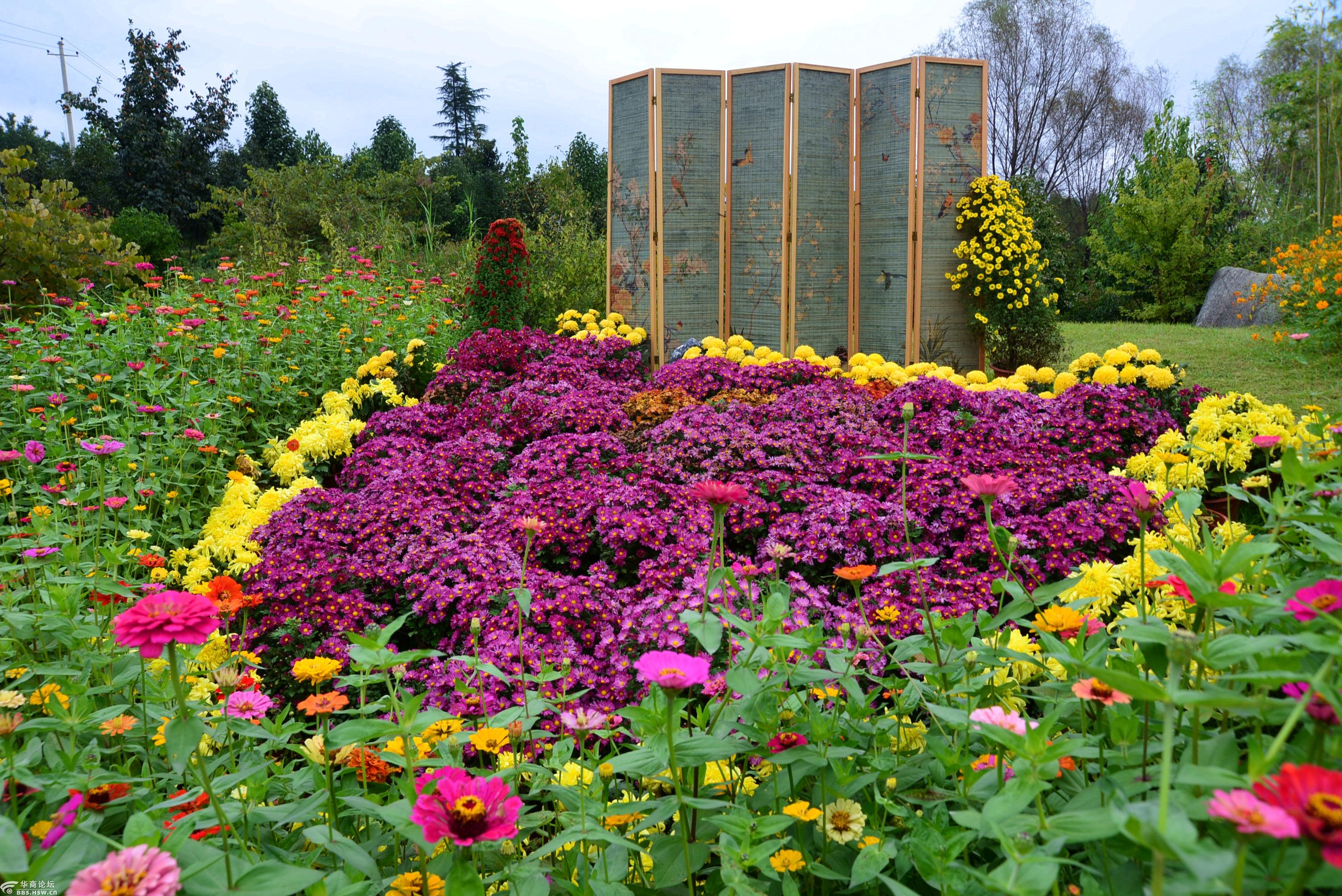 陕西省西安植物园草坪里的花拥屏风景色.2021.10.10