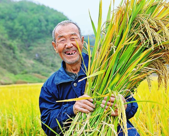 华商头条|洛南60亩水稻试验田喜获丰收
