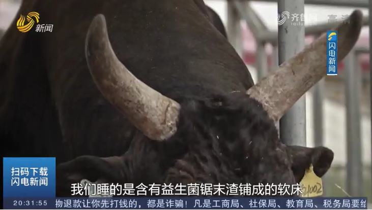 【母亲河畔的山东】高青黑牛的另类养殖法：听音乐 喝啤酒 享按摩