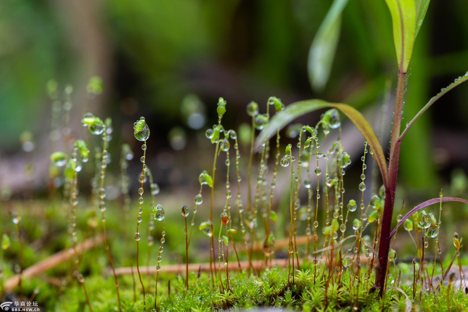 雨中苔花