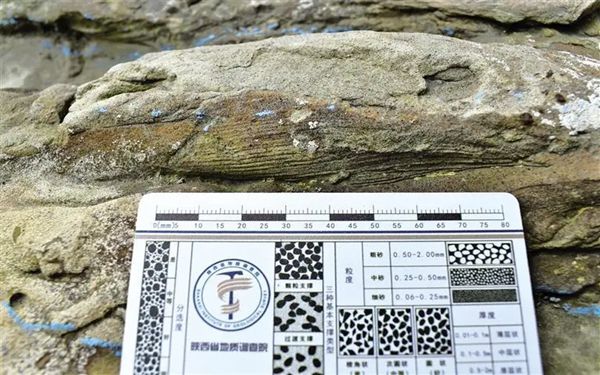 陕北发现重要恐龙足迹化石 为国内已知最大的兽脚类足迹
