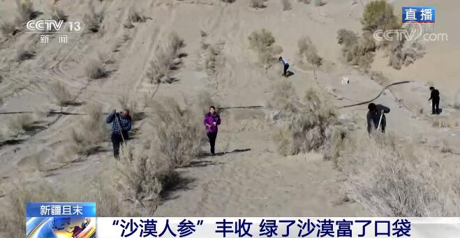 “沙漠人参”丰收 | 新疆大力发展沙漠经济 绿了沙漠富了口袋