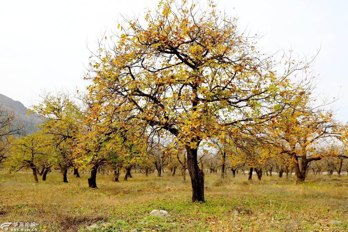 子午峪口古树群