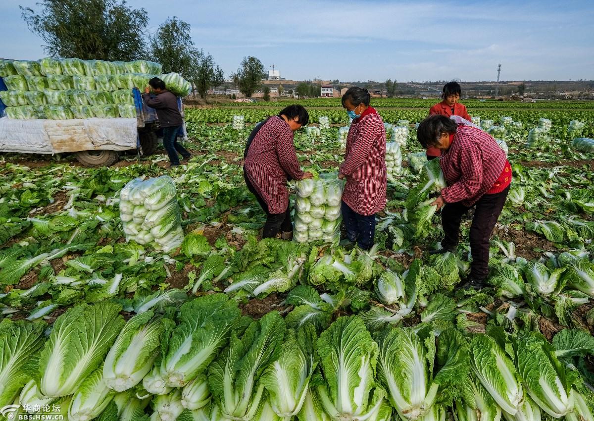 兴平马嵬大白菜丰收了