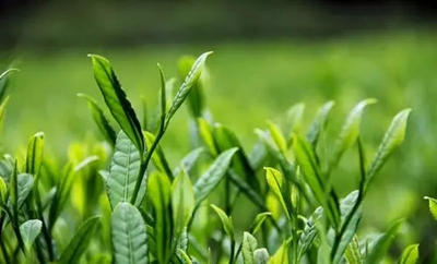 华商头条|茶叶成为增收致富的“黄金叶”