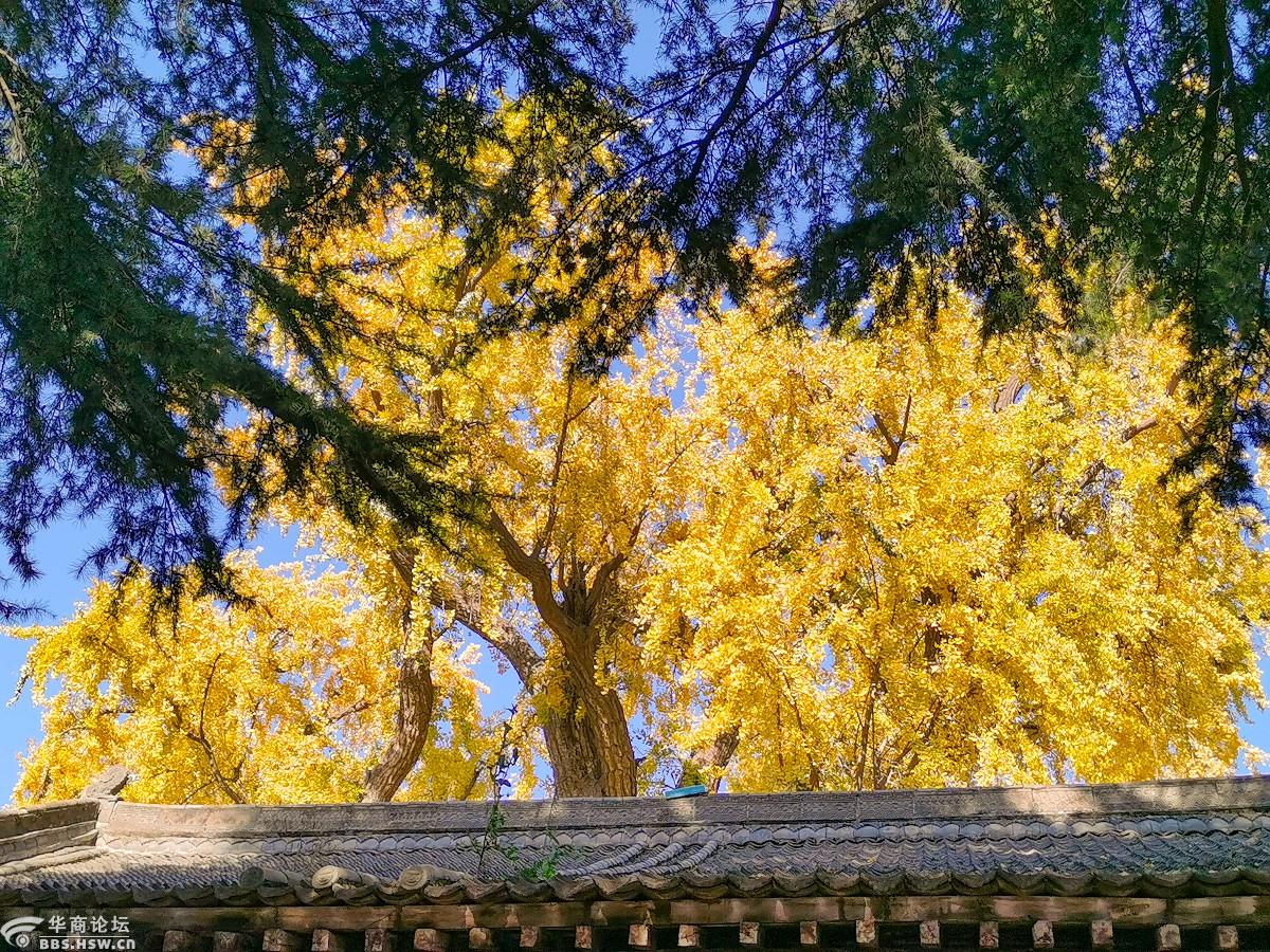 西安白塔寺银杏树图片