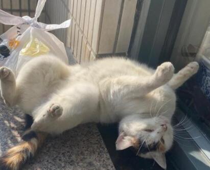 同济大学十余只流浪猫中毒致死 学生：猫碗检出化学物
