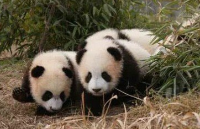 华商头条|【报告解读】秦岭国家公园创建正推进 大熊猫国家公园将成中国形象重要窗口