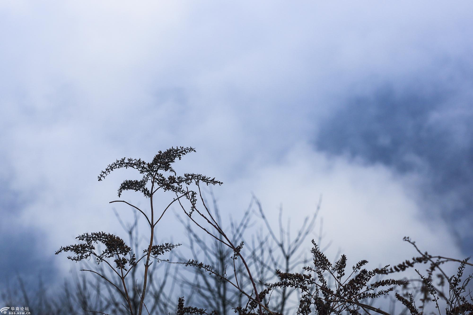 在凤凰山的团雾中