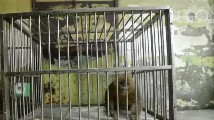 国家一级保护动物遭层层转卖背后：濒危动物流向民营动物园