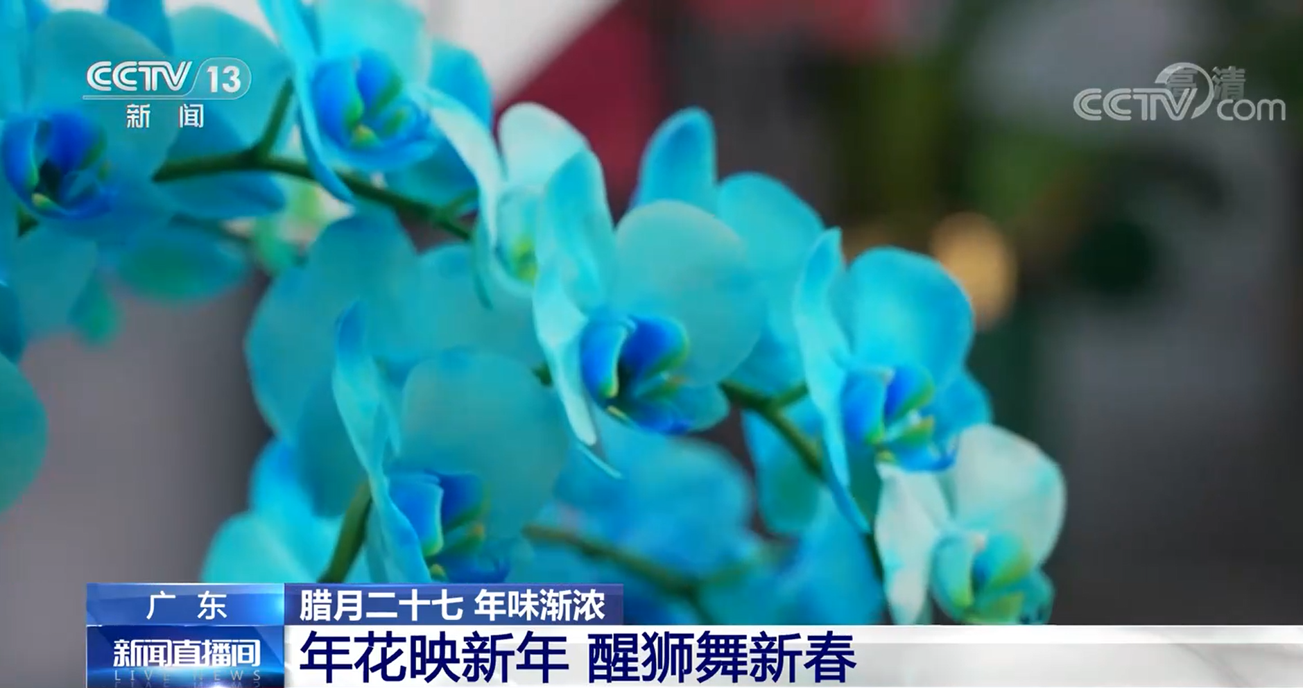 腊月二十七 年味渐浓 | 广东：年花映新年 醒狮舞新春