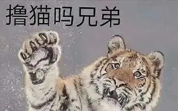 虎作姓氏的时候 竟然念“māo”？