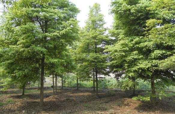 华商头条|农民1500元卖掉“自家野生”桢楠树被公诉 律师解读三大争议