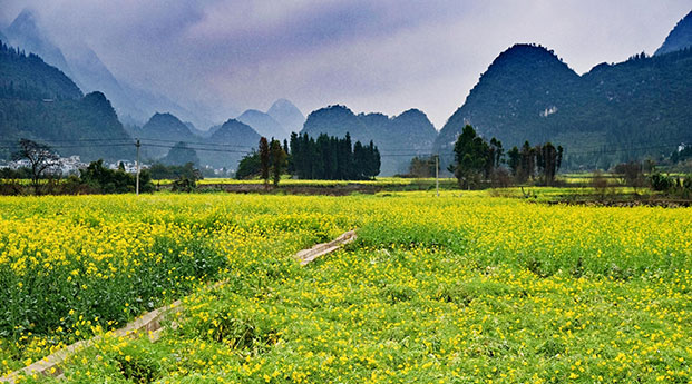 华商头条|“黔西南” 油菜花美景