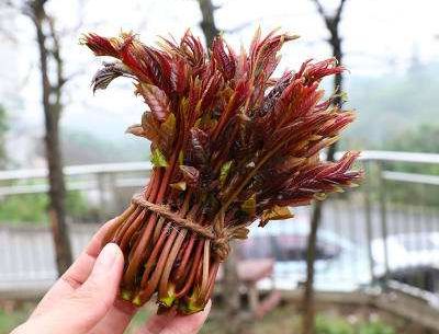 华商头条|香椿新鲜又美味 吃前千万别忘记这一步