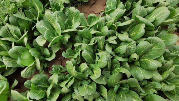 西咸新区菜农愁销路低价求收购 小青菜一斤大约1元批发