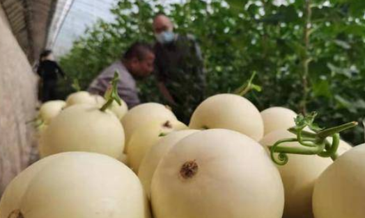华商头条|阎良甜瓜种植模式将实现新突破 年产值达到7亿元以上