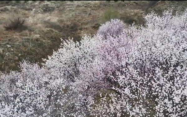 华商头条|陕西黄河壶口瀑布桃花汛景观引人入胜