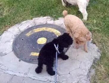 华商头条|华商记者帮|西大街唐人街小区有不文明养犬 公安莲湖分局：一犬只移出小区