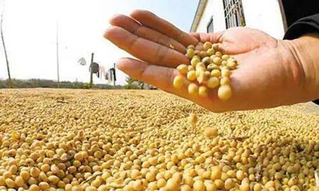 华商头条|农业农村部：实施玉米大豆生产者补贴和稻谷补贴