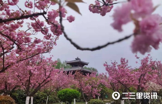 华商头条|踏青赏花正当时！宝鸡5条主题赏花路线快收下