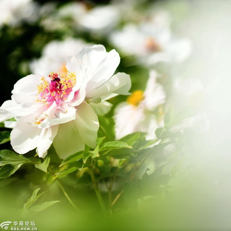 华商头条|牡丹花开阿姑泉