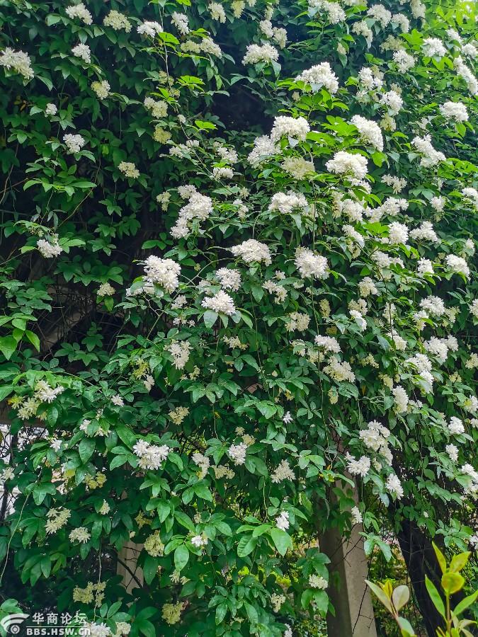 我在陕西踏春我家小区的夜来香