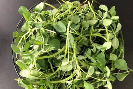 华商好奇心丨野菜营养价值真的更高吗？听听专家怎么说