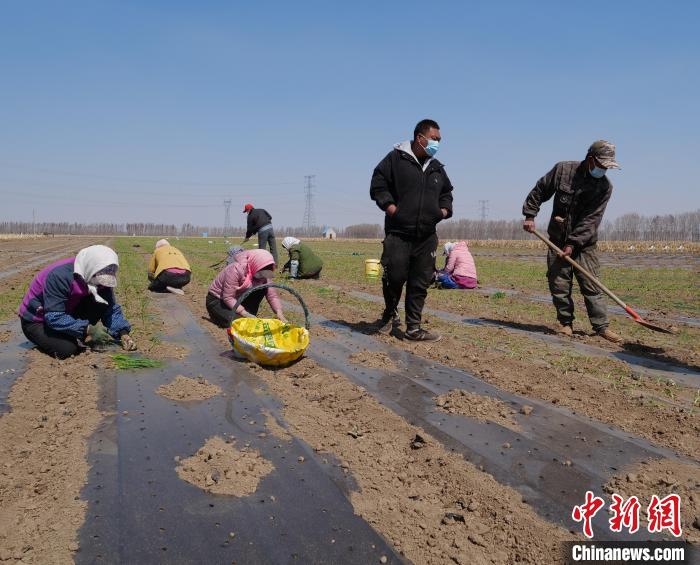 【十年@每一个奋斗的你】内蒙古新型农牧民成“绿领”致富路上“葱”满希望