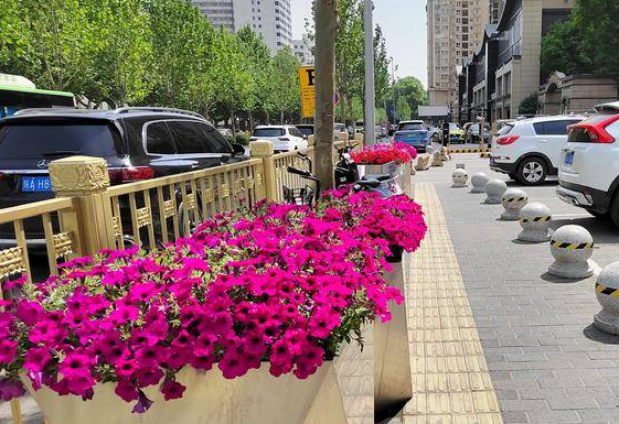 呼声回应丨友谊路人行道花坛里无花有垃圾  碑林城管已全部更换