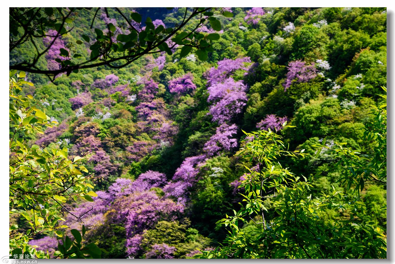 鄠邑区美景渼陂湖西寺沟紫荆花