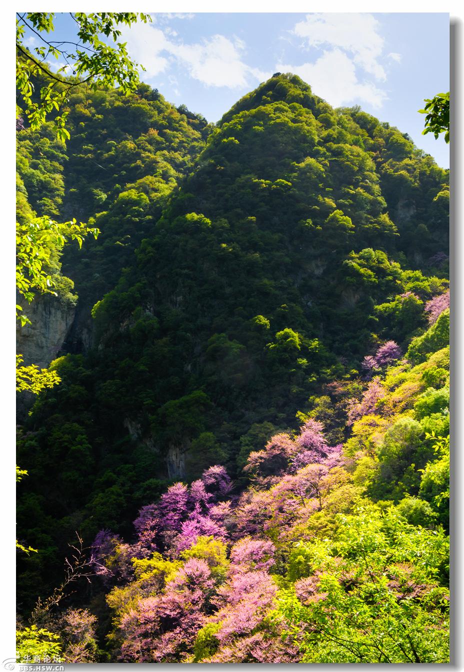 鄠邑区美景渼陂湖西寺沟紫荆花