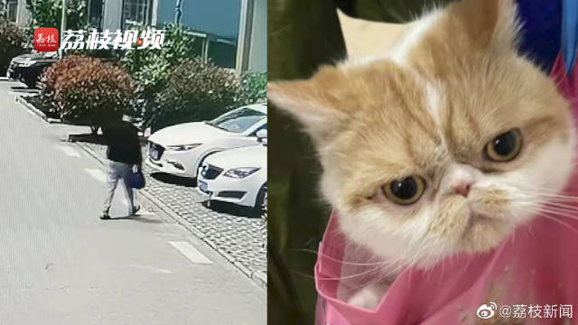 “绑架”代替购买?男子吸猫上瘾偷走邻居加菲猫