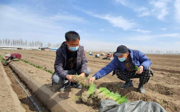 华商头条|【十年@每一个奋斗的你】内蒙古新型农牧民成“绿领” 致富路上“葱”满希望