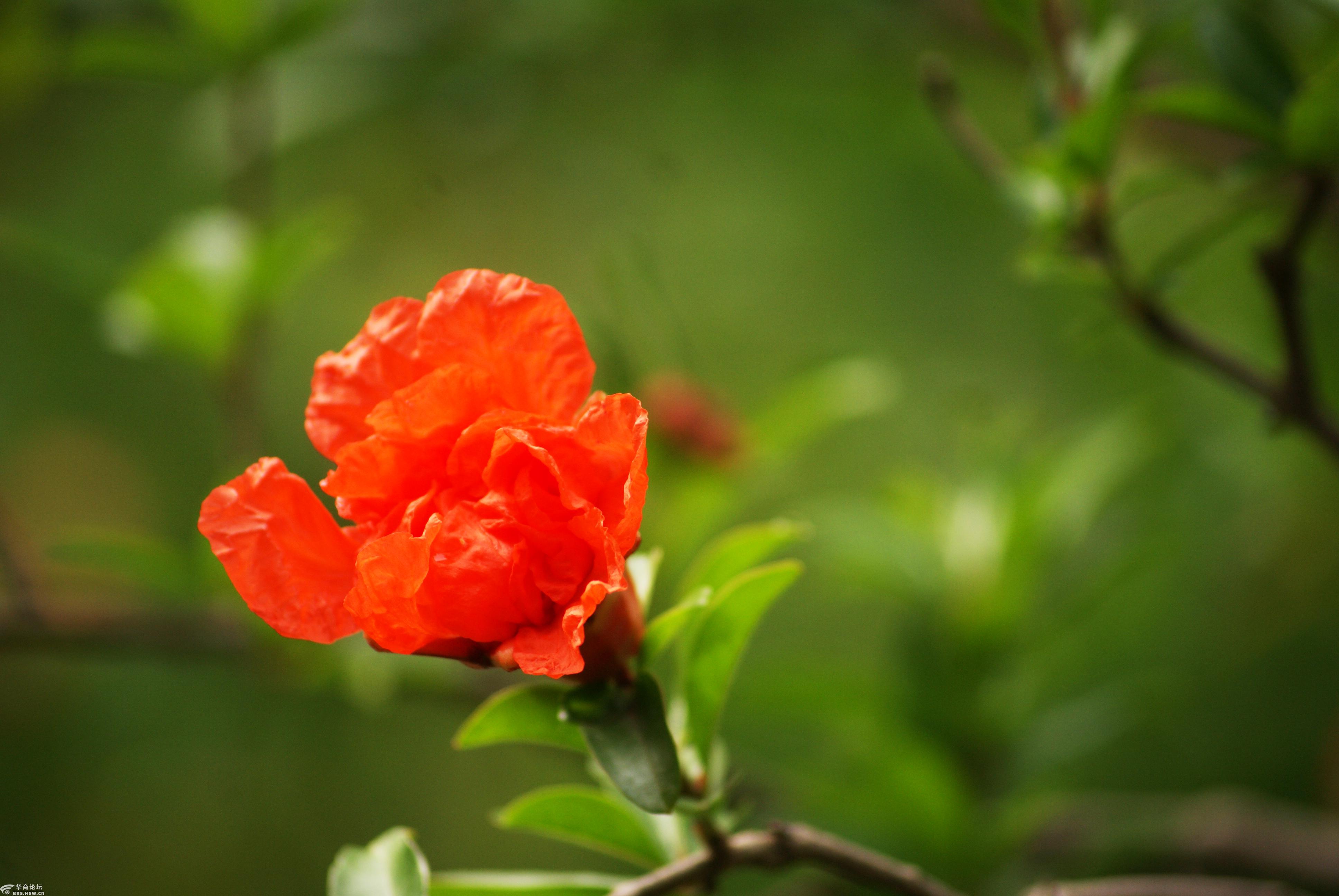 雨后赏拍石榴花