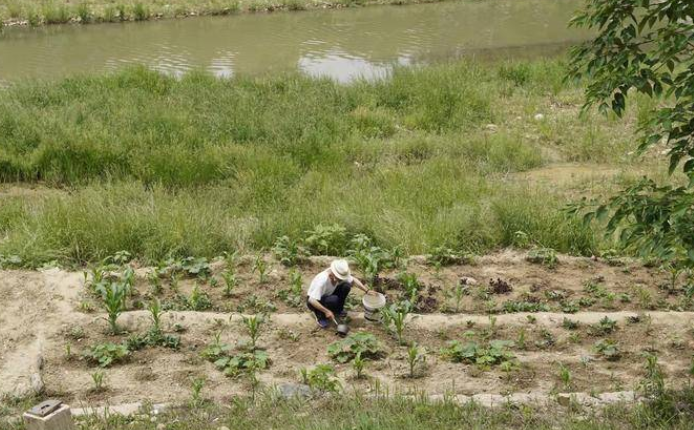 浐河河道变成“开心农场”：植被被铲除 附近居民圈地种菜 