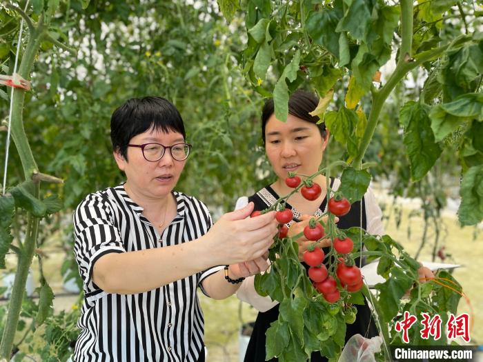 陈秀娟(左)研究良种西红柿。　林春茵 摄