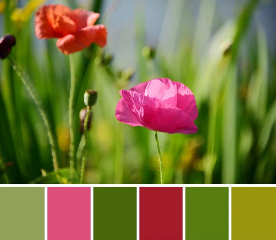 大片彩色花海随手一拍,就是这个夏天的专属色卡