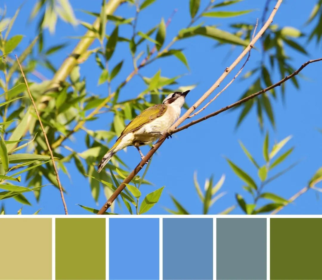 已被各类地被花卉覆盖,大片彩色花海随手一拍,就是这个夏天的专属色卡