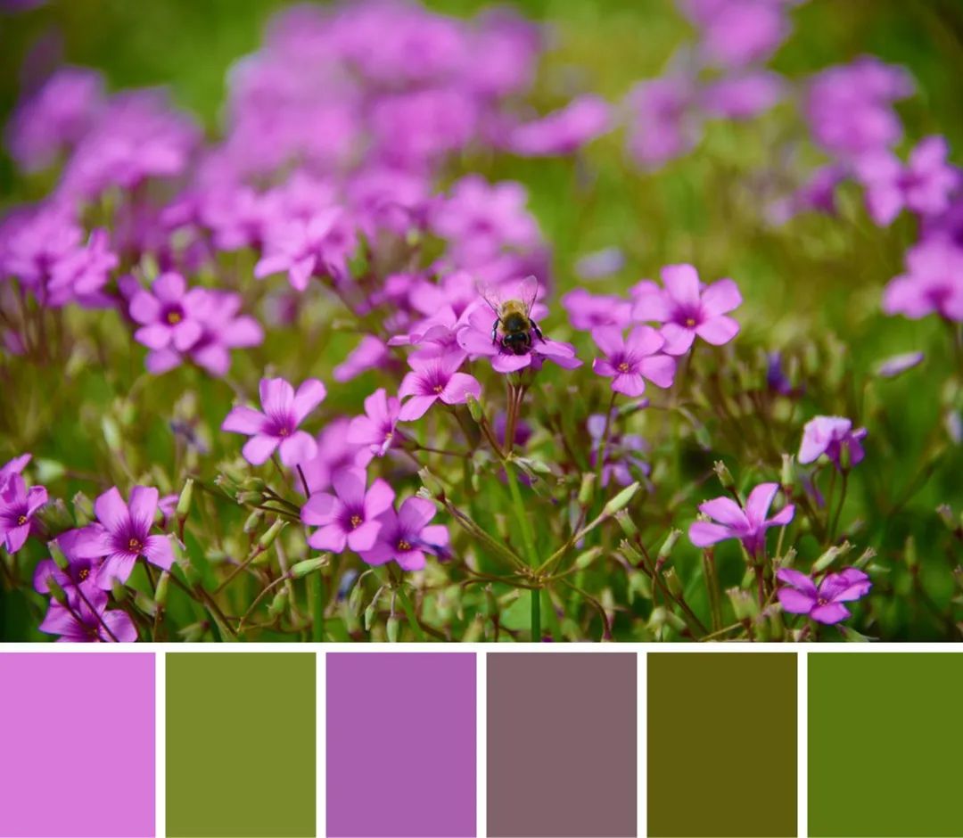 大片彩色花海随手一拍,就是这个夏天的专属色卡