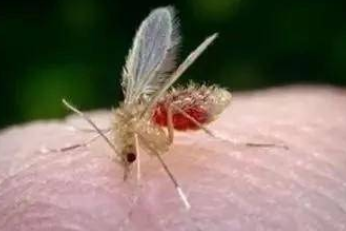 男子反复高热俩月 原来是被虫子叮咬感染黑热病