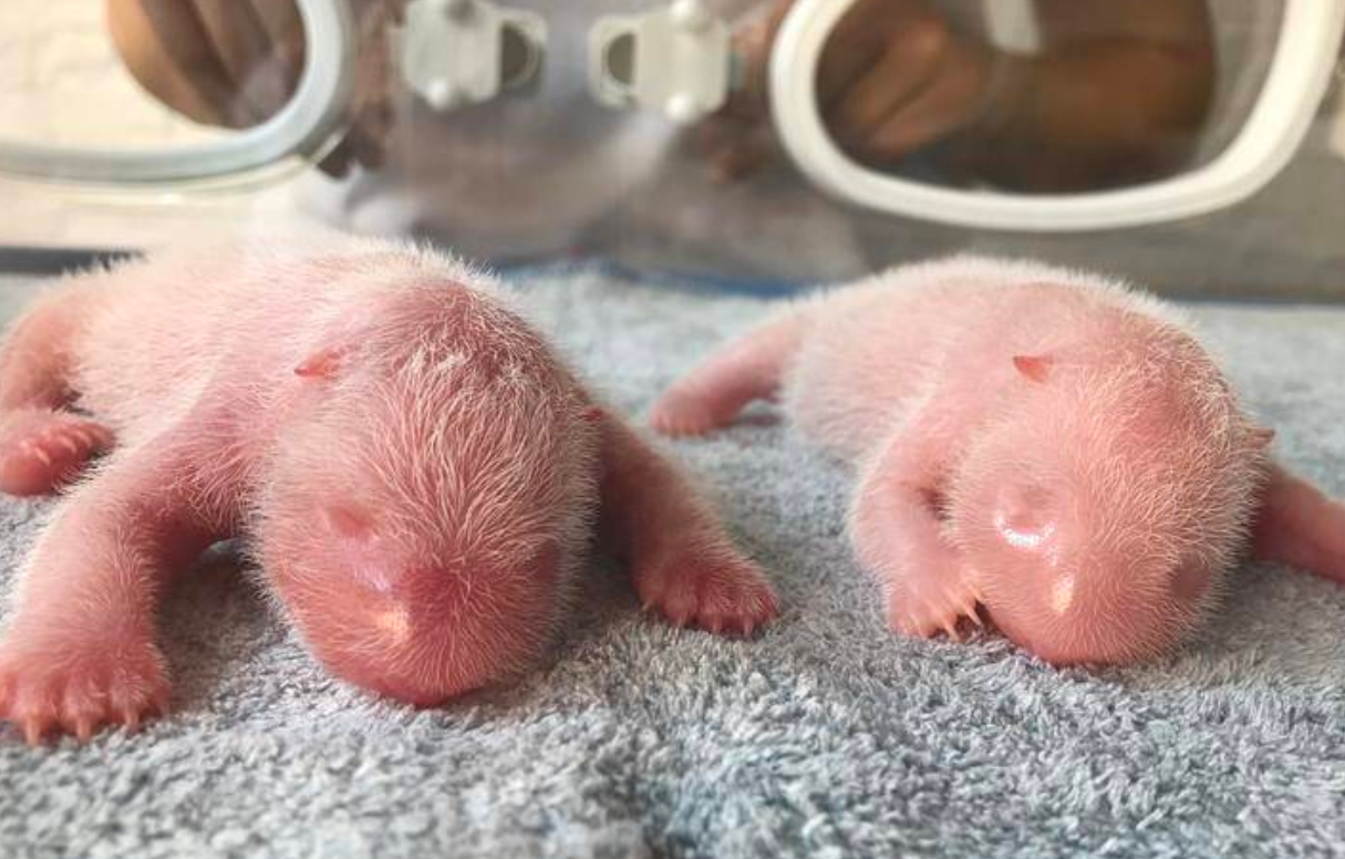 秦岭大熊猫“秦秦”产下龙凤胎 两只小仔发育良好