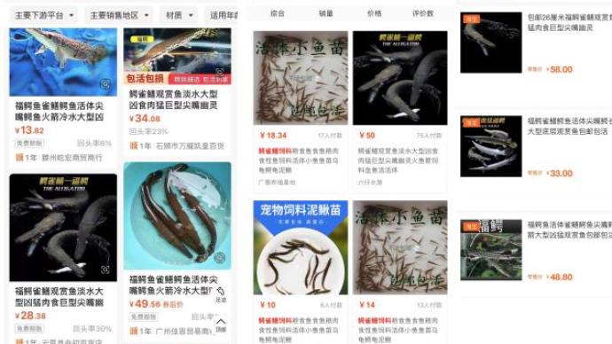 擅自引进或丢弃外来物种违法！仍有电商售卖鳄雀鳝
