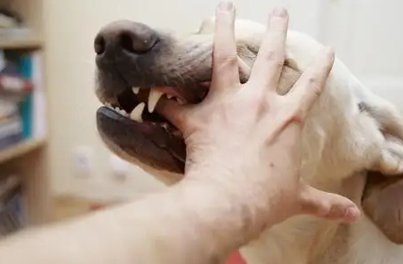 鱼化寨社区卫生服务中心犬伤门诊开诊 24小时为周边居民服务