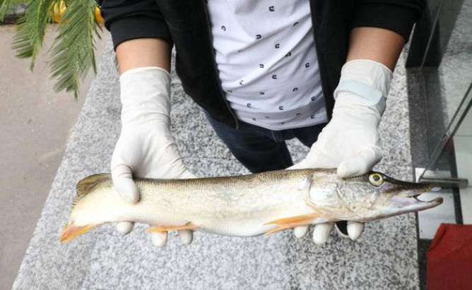 西咸沣惠渠疑似惊现“鳄雀鳝” 警民排险原是一场虚惊