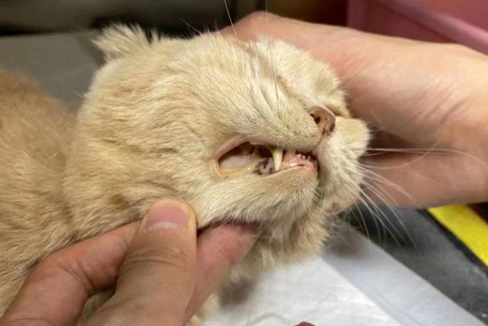 猫咪生病不到十天治疗花费4万余元 经协商诊疗中心退款1.5万